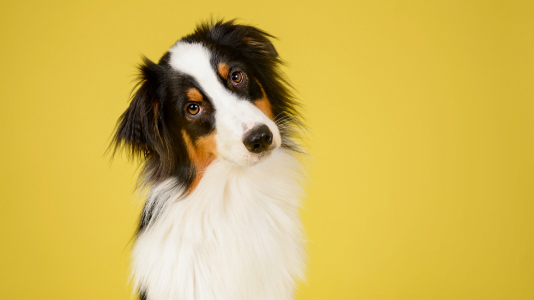 Las mejores aplicaciones para los amantes de los animales 1 Las mejores aplicaciones para los amantes de los animales | aplicaciones para los amantes de los animales