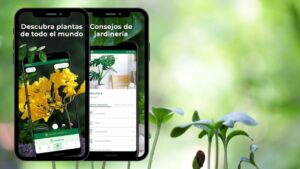 Cómo averiguar el nombre de una planta con el teléfono | averiguar el nombre de una planta