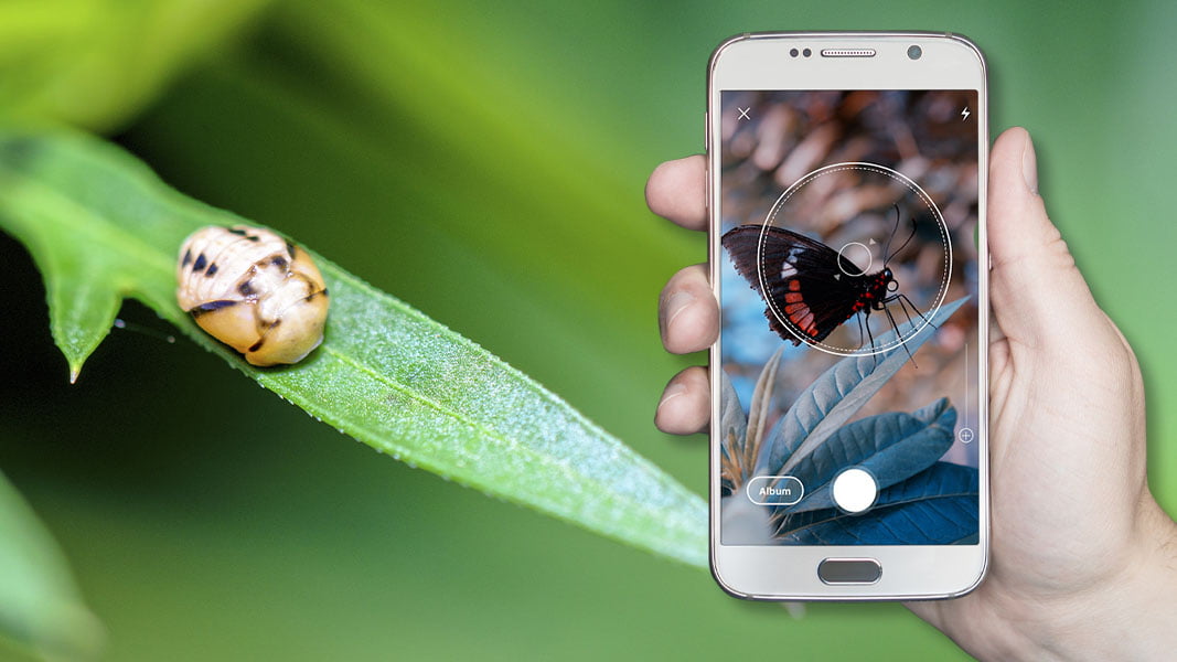 Cómo identificar un insecto con el teléfono móvil 1 Cómo identificar un insecto con el teléfono móvil | Como identificar un insecto con el telefono movil