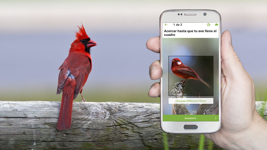 Las mejores aplicaciones para identificar aves | Las mejores aplicaciones para identificar aves DEF