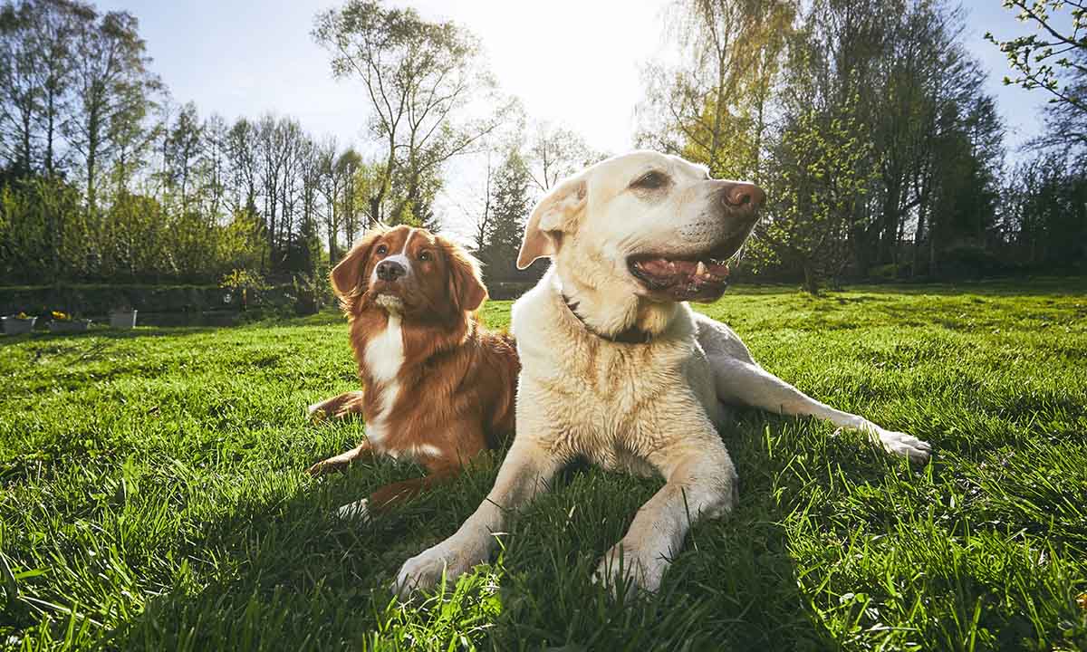 Las mejores aplicaciones para los amantes de los perros 1 Las mejores aplicaciones para los amantes de los perros | Las Mejores Aplicaciones Para Los Amantes