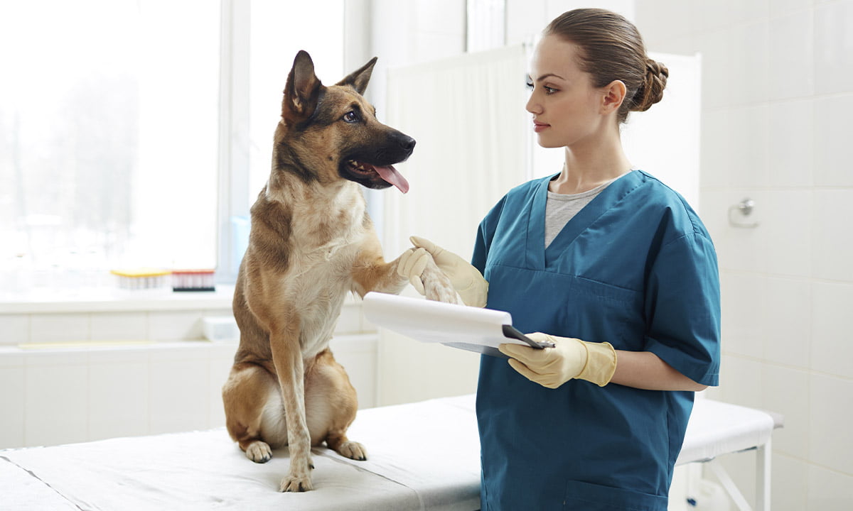 Las mejores aplicaciones para veterinarios 1 Las mejores aplicaciones para veterinarios | Las mejores aplicaciones para veterinarios