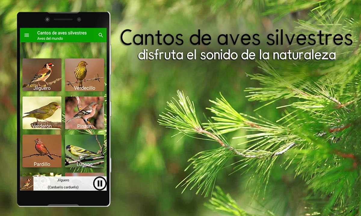 Las mejores aplicaciones de sonido de pájaros 1 Las mejores aplicaciones de sonido de pájaros | Las mejores aplicaciones de sonido de pajaros