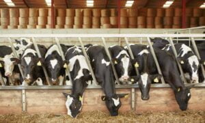 Las mejores aplicaciones para la cría de ganado | Las mejores aplicaciones para la cria de ganado.