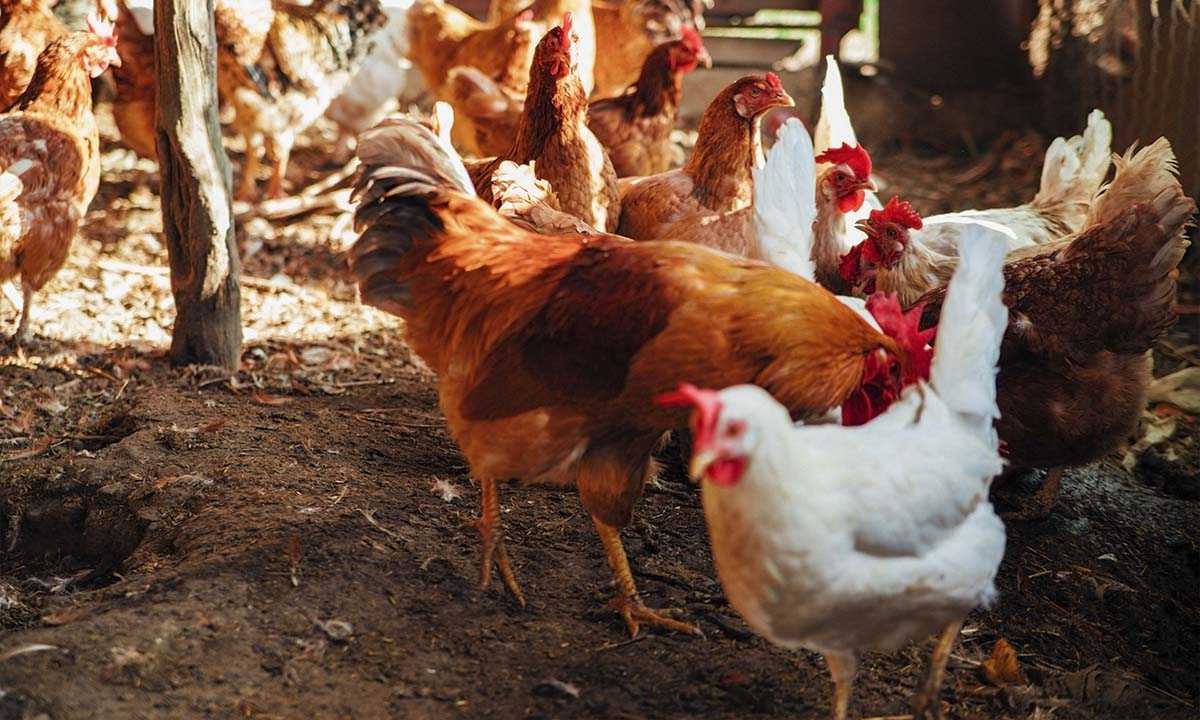 Las mejores aplicaciones para los criadores de pollos 1 Las mejores aplicaciones para los criadores de pollos | Las mejores aplicaciones para los criadores de pollos