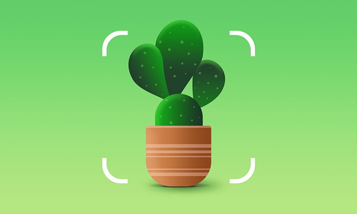 Aplicación Nature ID - Aprende a descargarla y utilizarla gratuitamente 1 Aplicación Nature ID - Aprende a descargarla y utilizarla gratuitamente | Aplicacion Nature ID Aprenda a descargarla y utilizarla gratuitamente