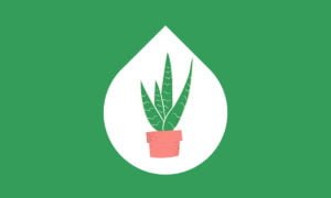 Las mejores aplicaciones de jardinería para el cuidado de las plantas | Aplicacion de jardineria Las mejores aplicaciones para el cuidado de las plantas