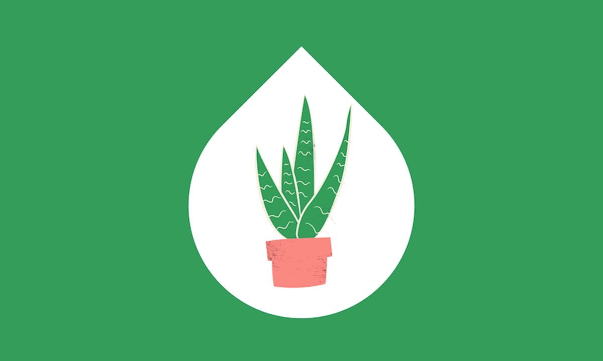 Las mejores aplicaciones de jardinería para el cuidado de las plantas 1 Las mejores aplicaciones de jardinería para el cuidado de las plantas | Aplicacion de jardineria Las mejores aplicaciones para el cuidado de las plantas