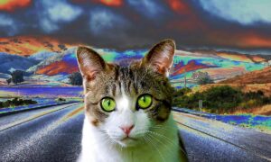 3 mejores aplicaciones para editar fotos de gatos | 3 mejores aplicaciones para editar fotos de gatos