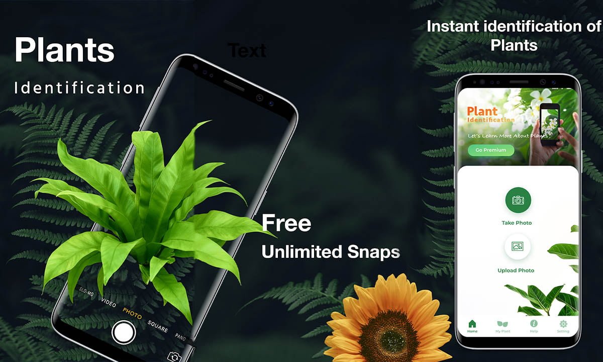 Aplicación LeafSnap: identifique las plantas al instante 1 Aplicación LeafSnap: identifique las plantas al instante | Aplicacion LeafSnap identifique las plantas al instante