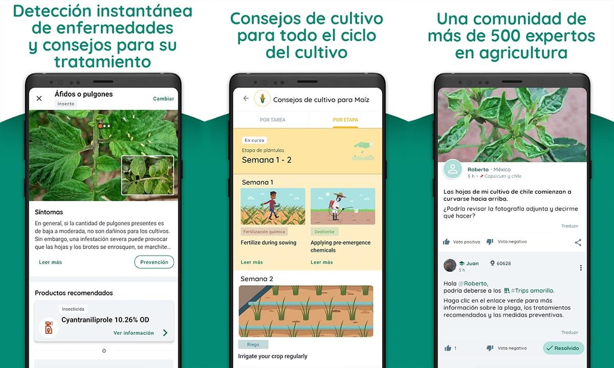 Aplicación de Plantix: identifique las enfermedades de sus plantas 1 Aplicación de Plantix: identifique las enfermedades de sus plantas | Aplicacion de Plantix identifique las enfermedades de sus plantas