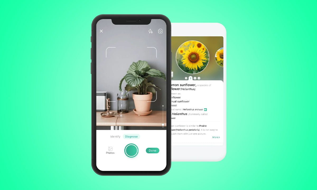 Descubre la aplicación que identifica las plantas y te enseña a cuidarlas 1 Descubre la aplicación que identifica las plantas y te enseña a cuidarlas | Descubre la aplicacion que identifica las plantas y te ensena a cuidarlas