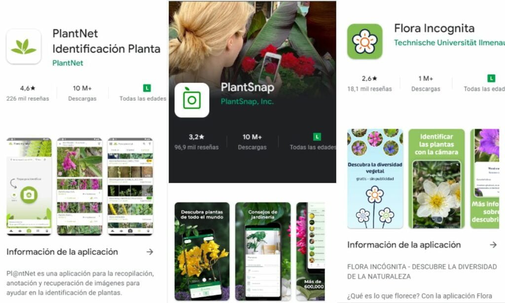 Cómo averiguar el nombre de una planta con el teléfono | plant