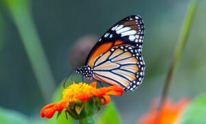 Fotografía macro: equipo, técnicas y consejos para capturar detalles increíbles | 33 Fotografia macro equipo tecnicas y consejos para capturar detalles increibles