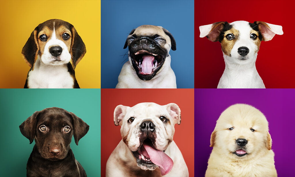5 consejos para fotografiar a tus mascotas y capturar momentos únicos 2 5 consejos para fotografiar a tus mascotas y capturar momentos únicos | 35 5 consejos para fotografiar a tus mascotas y capturar momentos unicos1