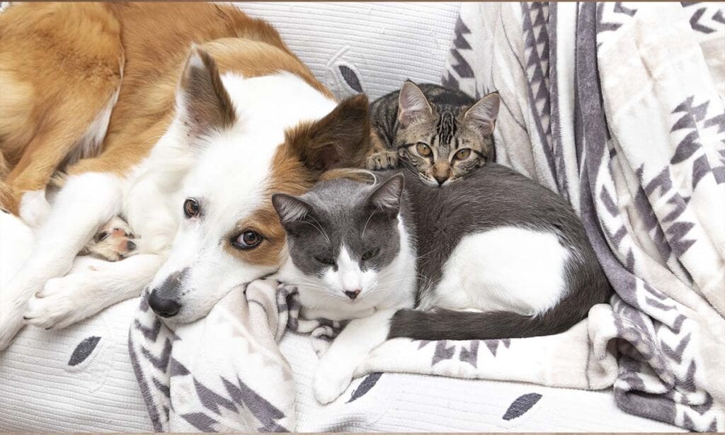 Conoce la aplicación con música para calmar a gatos y perros | Conoce la aplicación con música para calmar a gatos y perros1