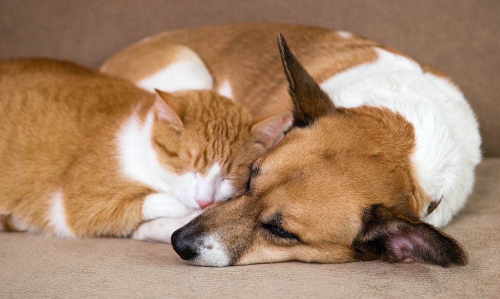 Conoce la aplicación con música para calmar a gatos y perros | Conoce la aplicación con música para calmar a gatos y perros2