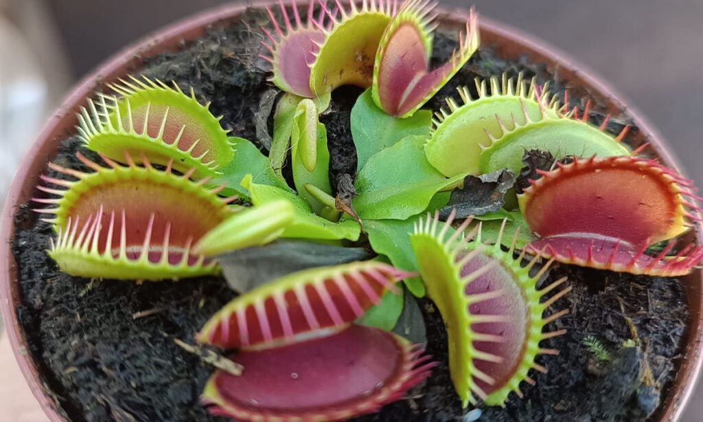 Descubre cómo cuidar de planta carnívora con 2 apps | Descubre cómo cuidar de planta carnívora con 2 apps1