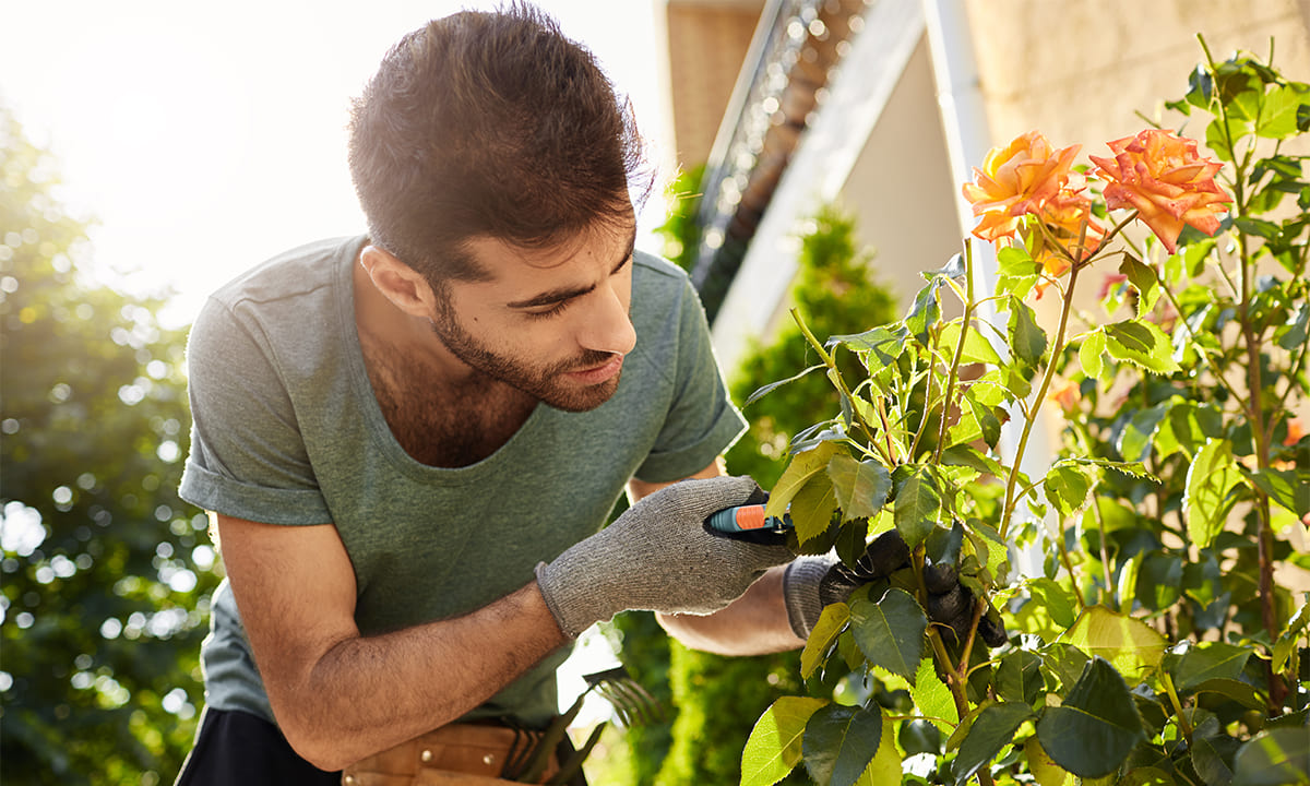 Curso gratis de jardinero: curso en línea y con certificado | Curso gratis de jardinero curso en línea y con certificado3