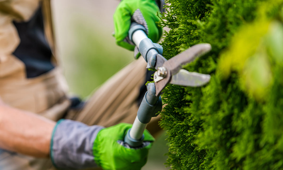 Curso de jardinería gratis: en línea y con certificado | Curso de jardinería gratis en línea y con certificado1