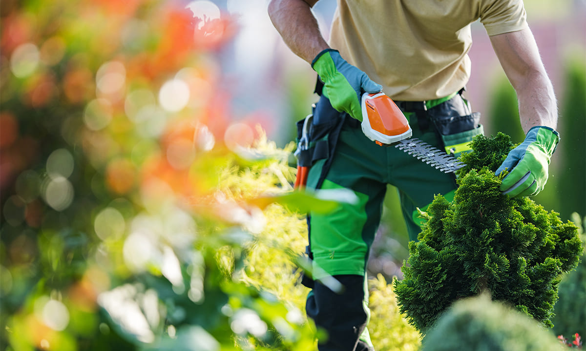 Curso de jardinería gratis: en línea y con certificado | Curso de jardinería gratis en línea y con certificado2