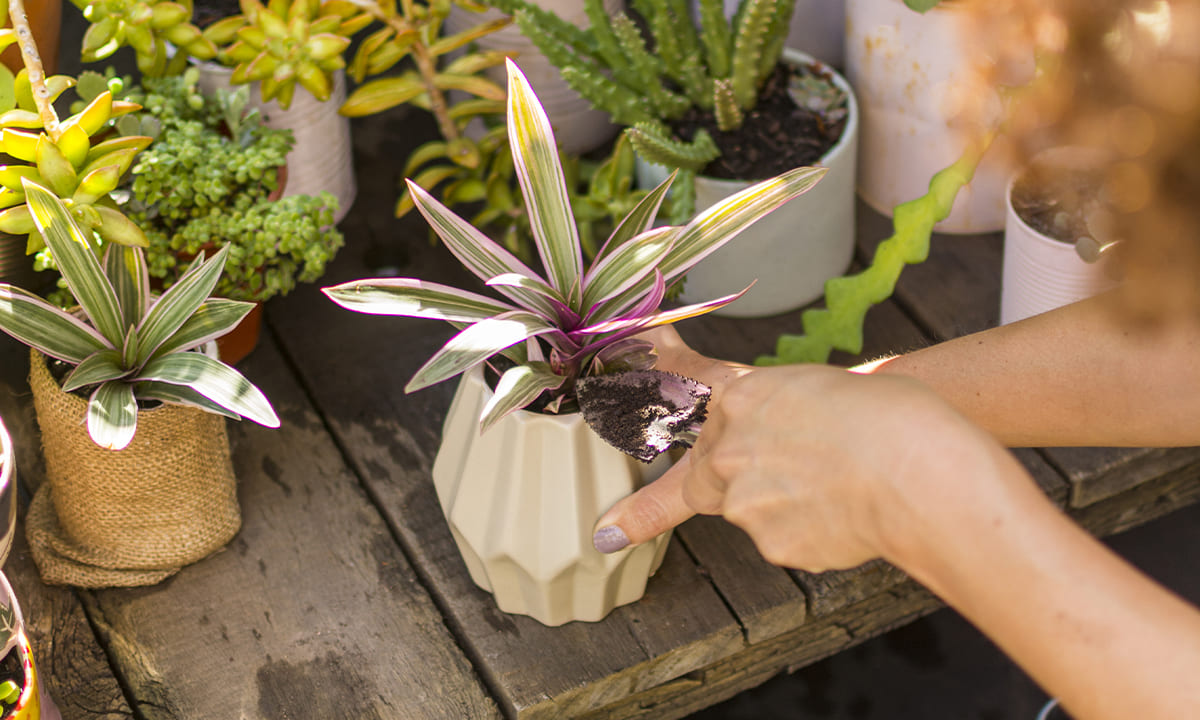 Curso gratis de botánica: cómo inscribirse | Curso gratis de botánica cómo inscribirse1