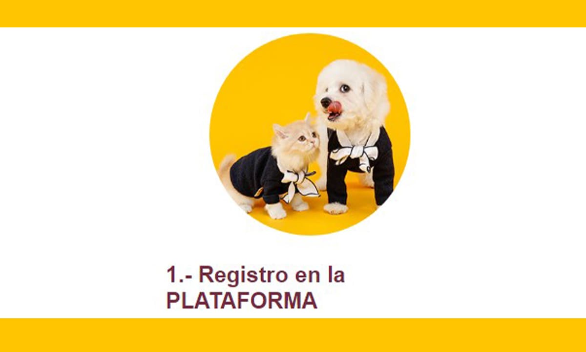 CURP para mascotas CDMX: cómo solicitar en línea 2024 | CURP para mascotas CDMX cómo solicitar en línea 20244 1