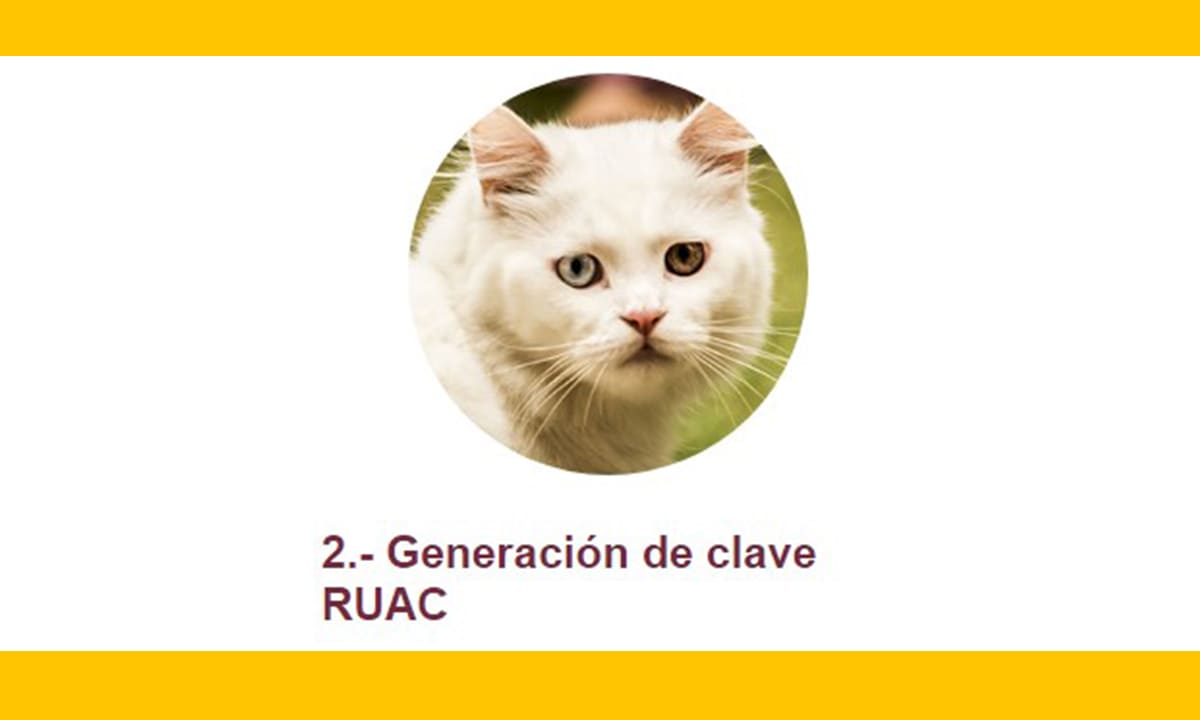 CURP para mascotas CDMX: cómo solicitar en línea 2024 | CURP para mascotas CDMX cómo solicitar en línea 20246