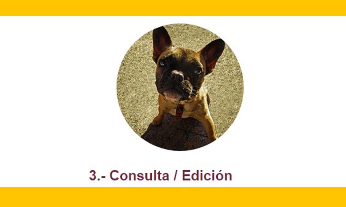 CURP para mascotas CDMX: cómo solicitar en línea 2024 | CURP para mascotas CDMX cómo solicitar en línea 20247