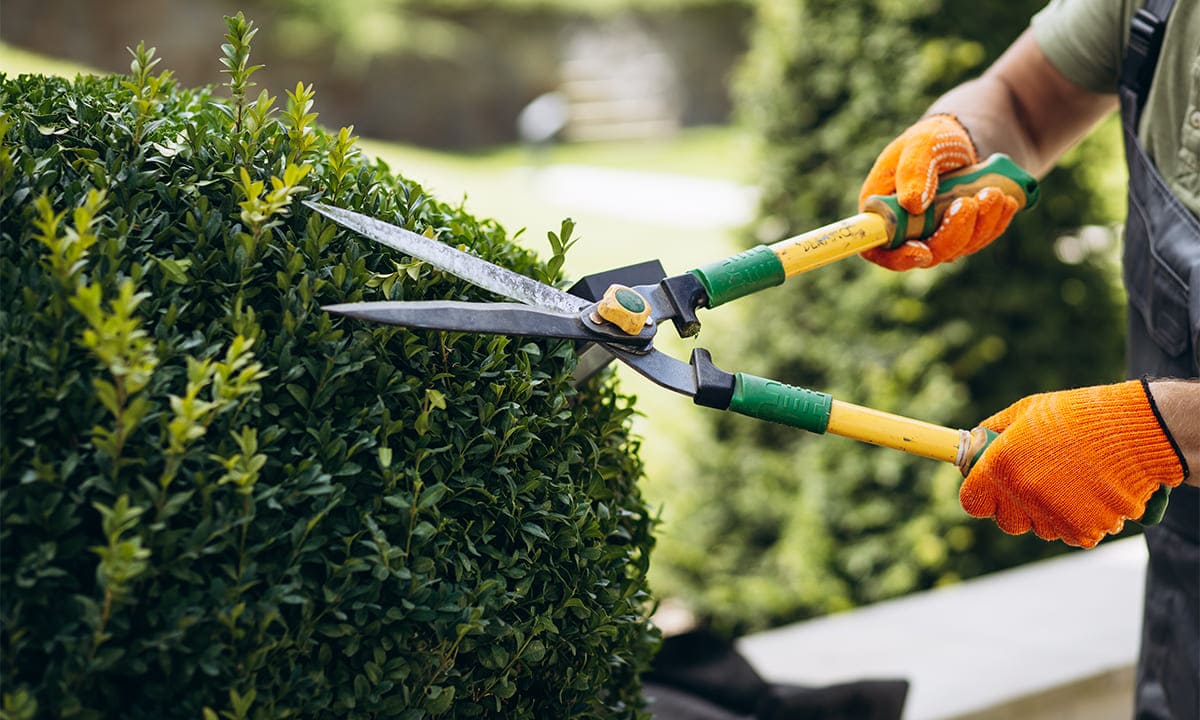 Curso gratis de jardinero en gran escala: cómo registrarte | Curso gratis de jardinero en gran escala cómo registrarte2 1