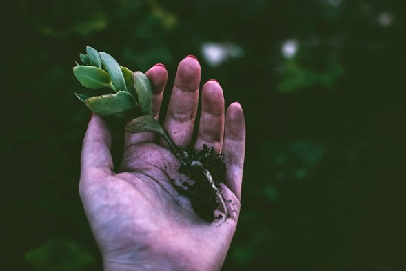 Curso gratis de jardinero en gran escala: cómo registrarte 4 curso-gratis-de-jardinero-2