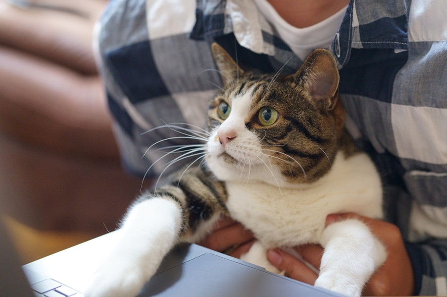 Las Mejores Apps de Mascotas Virtuales para Amantes de los Animales 2 Las Mejores Apps de Mascotas Virtuales para Amantes de los Animales | mascotas virtuales