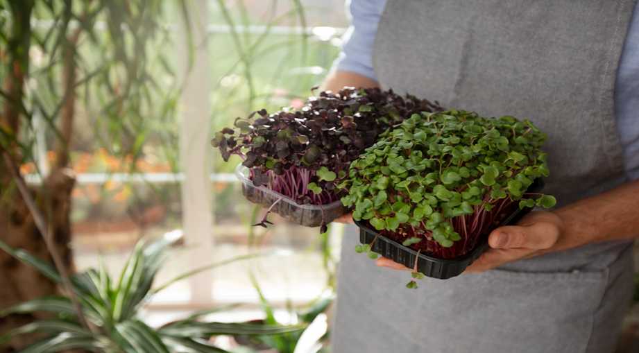¿Cómo crear un rincón verde en casa con plantas fáciles de cuidar? 2 Crear un rincón verde en casa