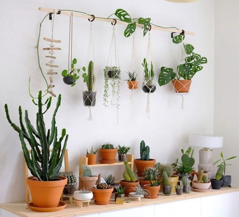 7 Plantas de interior más buscadas y cómo cuidarlas en casa 2 Plantas de interior más buscadas
