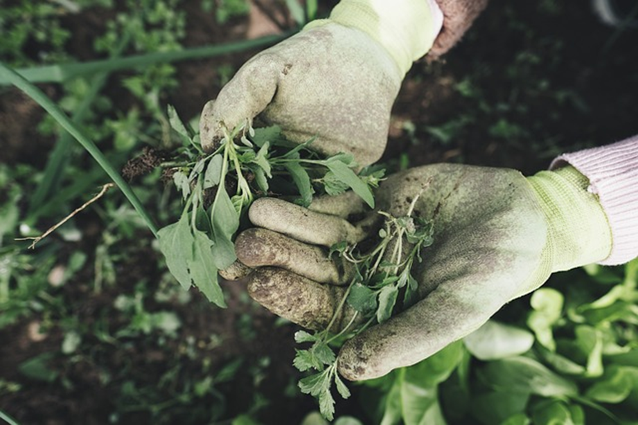 Guía para mantener tus plantas saludables todo el año sin complicaciones 2 Plantas saludables todo el año