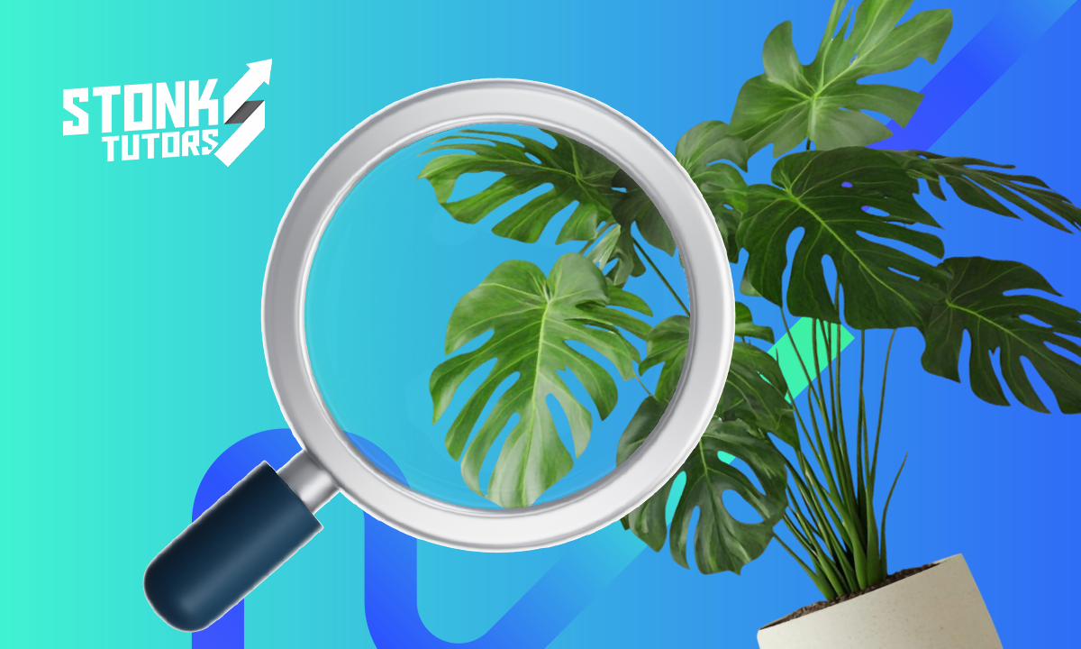 Mejor aplicación para reconocer plantas con una foto gratis 1 Reconocer plantas con una foto
