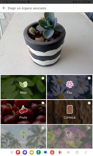 Mejor aplicación para reconocer plantas con una foto gratis 5 Reconocer plantas con una foto