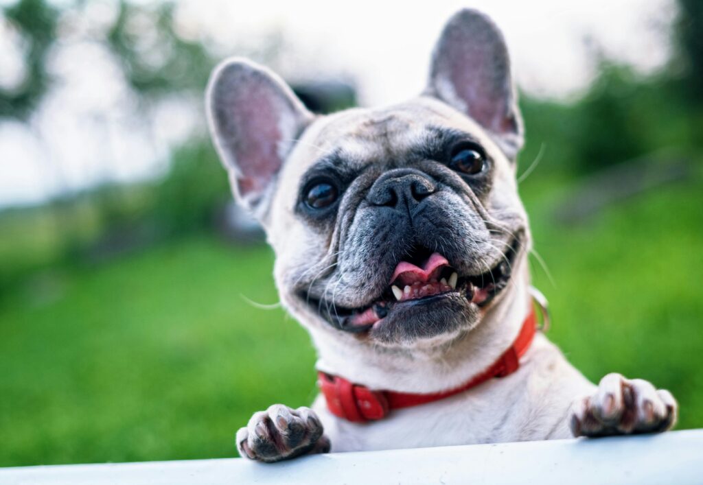 Cómo entrenar perros para hacer pis en el lugar correcto 3 Entrenar perros para hacer pis