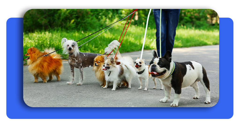 Pasear perros