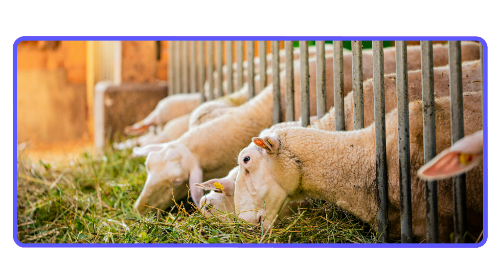 Curso gratis en Collipulli: cuidados del ganado ovino, bovino y equino 2 Curso gratis en Collipulli: cuidados del ganado ovino, bovino y equino | IMG 3270 01